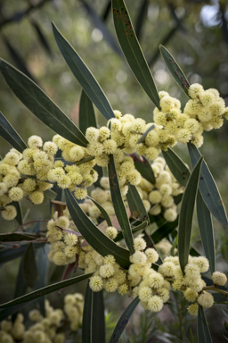 APII jpeg image of Acacia beckleri  © contact APII