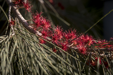 APII jpeg image of Allocasuarina littoralis  © contact APII