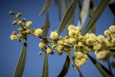 APII jpeg image of Acacia beckleri  © contact APII