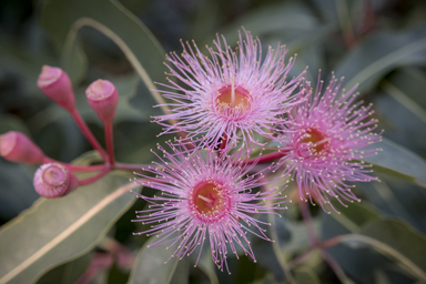 APII jpeg image of Corymbia 'Summer Beauty'  © contact APII