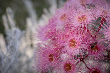 APII jpeg image of Corymbia 'Summer Beauty'  © contact APII