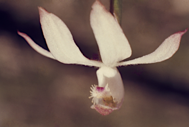 APII jpeg image of Caladenia moschata  © contact APII