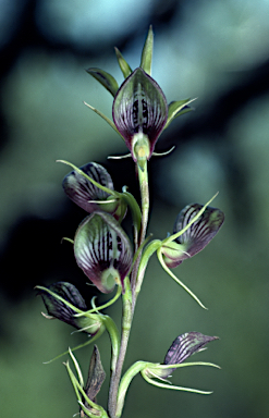 APII jpeg image of Cryptostylis erecta  © contact APII