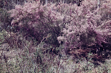 APII jpeg image of Kunzea parvifolia  © contact APII