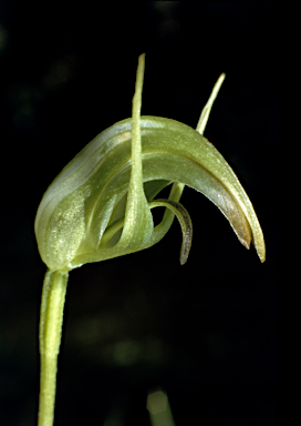 APII jpeg image of Pterostylis x ingens  © contact APII