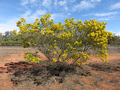 APII jpeg image of Acacia decora  © contact APII