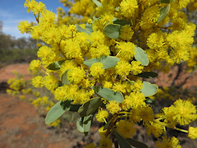 APII jpeg image of Acacia decora  © contact APII