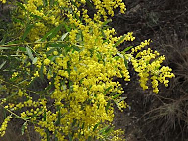 APII jpeg image of Acacia fimbriata  © contact APII