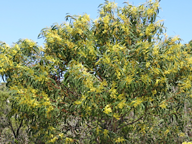 APII jpeg image of Acacia leiophylla  © contact APII