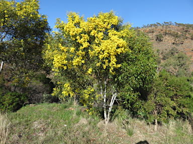 APII jpeg image of Acacia pycnantha  © contact APII