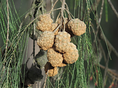 APII jpeg image of Allocasuarina torulosa  © contact APII