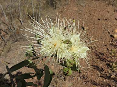 APII jpeg image of Capparis canescens  © contact APII