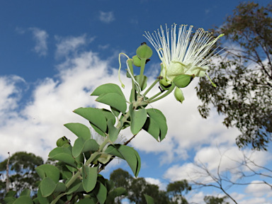 APII jpeg image of Capparis canescens  © contact APII