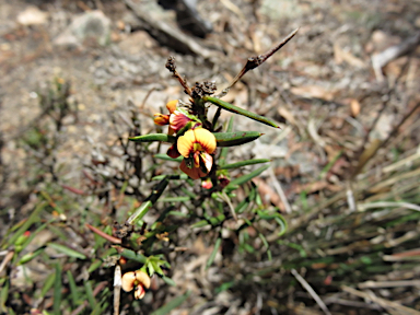 APII jpeg image of Daviesia acicularis  © contact APII