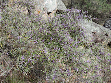 APII jpeg image of Hovea apiculata  © contact APII