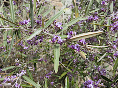 APII jpeg image of Hovea apiculata  © contact APII