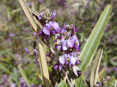 APII jpeg image of Hovea apiculata  © contact APII