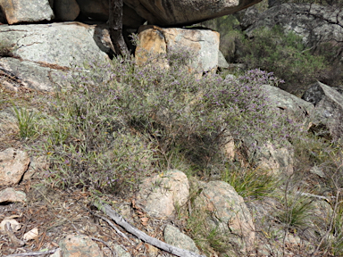 APII jpeg image of Hovea apiculata  © contact APII