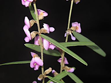 APII jpeg image of Hovea heterophylla  © contact APII