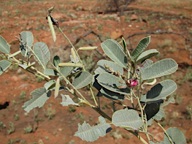 APII jpeg image of Indigofera monophylla  © contact APII