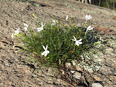 APII jpeg image of Isotoma axillaris  © contact APII