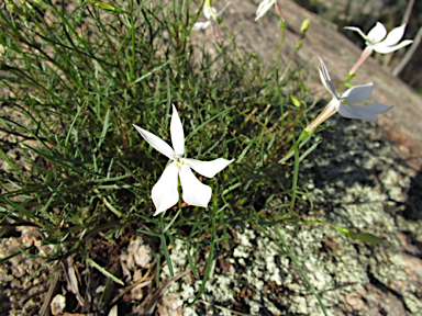 APII jpeg image of Isotoma axillaris  © contact APII