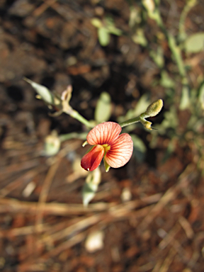 APII jpeg image of Isotropis atropurpurea  © contact APII