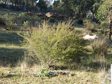 APII jpeg image of Kunzea obovata  © contact APII