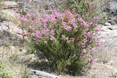 APII jpeg image of Kunzea obovata  © contact APII