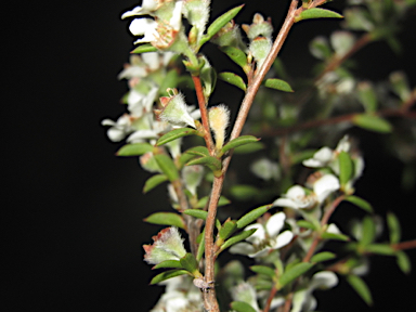 APII jpeg image of Leptospermum microcarpum  © contact APII