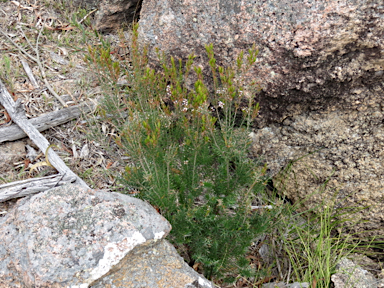 APII jpeg image of Leucopogon melaleucoides  © contact APII