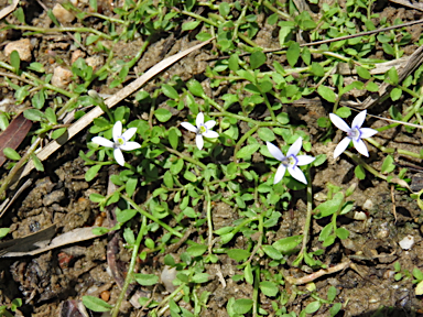 APII jpeg image of Lobelia surrepens  © contact APII