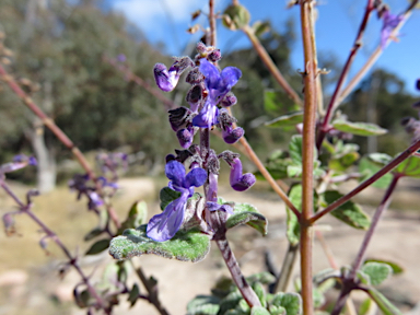 APII jpeg image of Plectranthus suaveolens  © contact APII