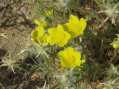 APII jpeg image of Portulaca sp. Rockhampton Downs (S.T.Blake17854)  © contact APII