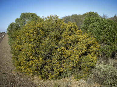 APII jpeg image of Acacia ligulata  © contact APII