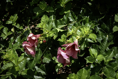 APII jpeg image of Allamanda cathartica  © contact APII