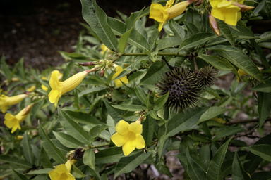 APII jpeg image of Allamanda neriifolia  © contact APII