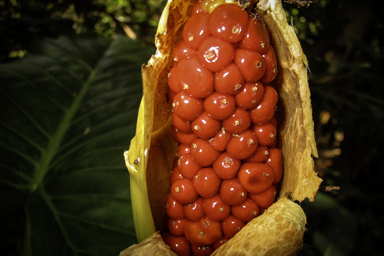 APII jpeg image of Alocasia brisbanensis  © contact APII