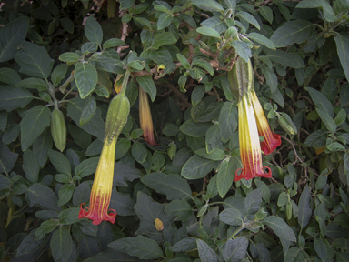 APII jpeg image of Brugmansia sanguinea  © contact APII