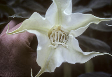 APII jpeg image of Brugmansia x candida  © contact APII