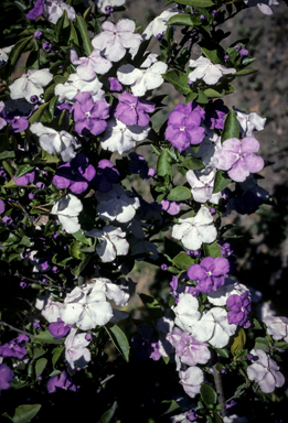 APII jpeg image of Brunfelsia australis  © contact APII