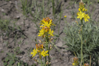 APII jpeg image of Bulbine bulbosa  © contact APII