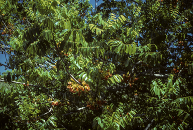 APII jpeg image of Castanospermum australe  © contact APII