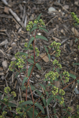 APII jpeg image of Euphorbia hyssopifolia  © contact APII