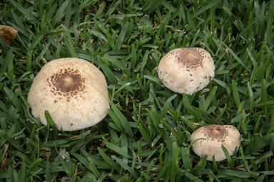 APII jpeg image of Chlorophyllum molybdites  © contact APII