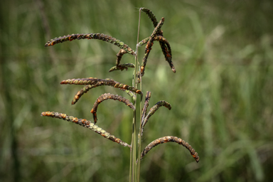 APII jpeg image of Paspalum urvillei  © contact APII