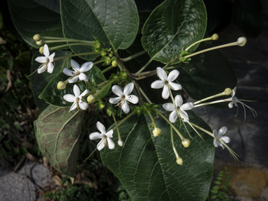 APII jpeg image of Clerodendrum floribundum  © contact APII