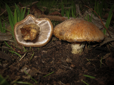 APII jpeg image of Cortinarius areolatoimbricatus  © contact APII