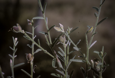 APII jpeg image of Crotalaria brevis  © contact APII