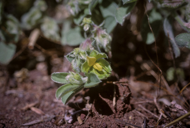 APII jpeg image of Crotalaria crispata  © contact APII